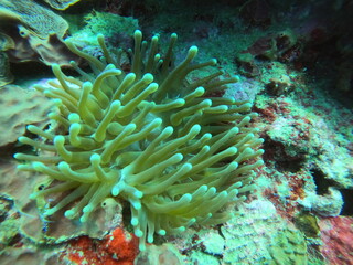 Fototapeta na wymiar Green Sea Anemone