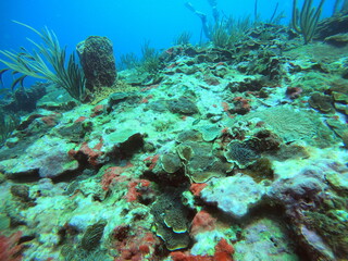 Naklejka na ściany i meble Coral reef in the sea 