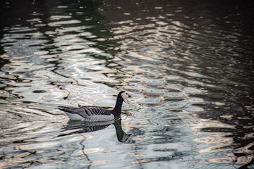 black ducks on the water