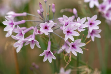 Fototapeta na wymiar Close up of society garlic (tulbaghia violacea) flowers in bloom