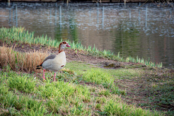 white duck in the grass