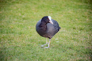 Obraz premium black bird on the grass