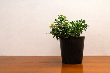 Kalanchoe flower in a pot stands on wooden table against a white wall.