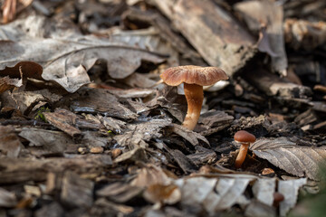 Brown mushroom growing in leaves.