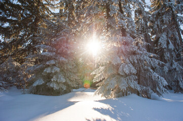 Gegenlicht mit Sonnenstrahlen durch schneebdeckte Tannen im Wald, Winter Wonderland