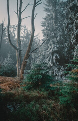 Dark frozen forest with a bit of snow (Central Europe)