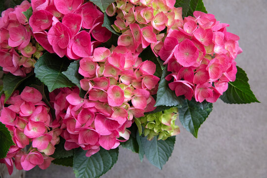 Pink hydrangea or Hydrangea macrophylla in spring - floral background.