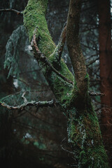 Dark frozen forest with a bit of snow (Central Europe)