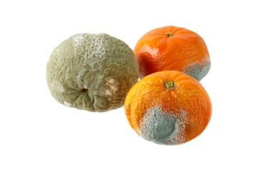 Moldy unhealthy tangerine or mandarin fruits isolated on white background. Food waste
