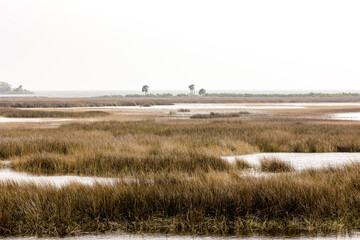 A Florida marsh on the Gulf coast at St Marks Wildlife Refuge.