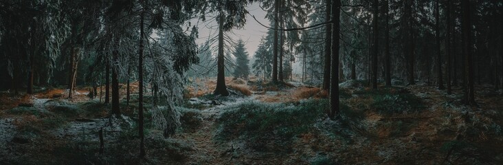 Dark frozen forest with a bit of snow (Central Europe)