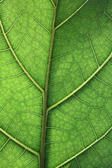 Macro shooting of leaves