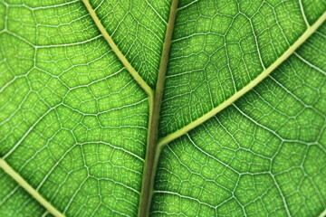 Macro shooting of leaves