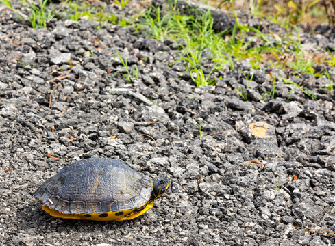 A Florida cooter turtle in the asphalt on the shoulder of a road.