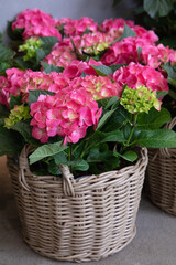 Pink hydrangea or Hydrangea macrophylla potted at garden shop in spring.