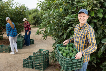 Positive adult european farmer picking carefully ripe avocado on plantation