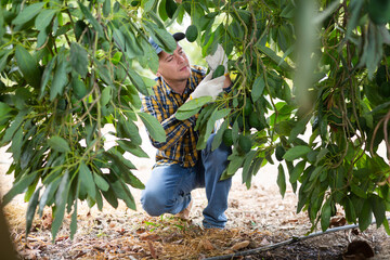 Professional young man gardener employee in plaid shirt harvesting fresh avocados during work on...