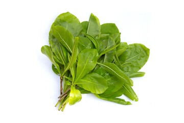 Green leaves of tummy wood or patana oak