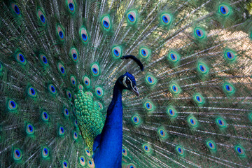 Peacock with tail