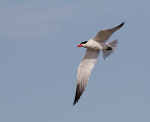 Common tern (Sterna hirundo) flying in blue sky, Galveston, Texas