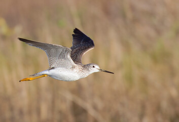 Greater yellowlegs (Tringa melanoleuca) flying over tidal marsh during migration, Galveston, texas