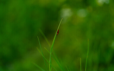 Green grass on a blurred green background with an insect