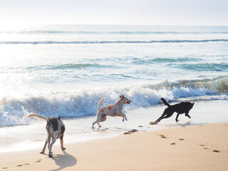 海辺で遊ぶ野良犬