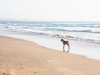 海辺で遊ぶ野良犬