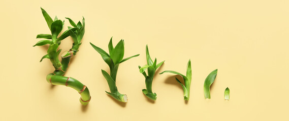 Fototapeta premium Green bamboo stems and leaves on beige background