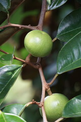 Chrysophyllum cainito (Also known cainito, caimito, tar apple, star apple, purple star apple, golden leaf tree, abiaba, pomme de lait) on the tree