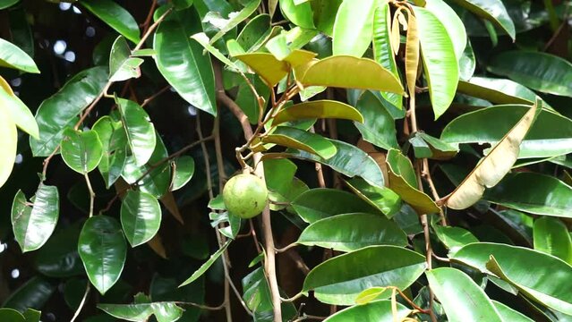 Chrysophyllum cainito (Also known cainito, caimito, tar apple, star apple, purple star apple, golden leaf tree, abiaba, pomme de lait) on the tree