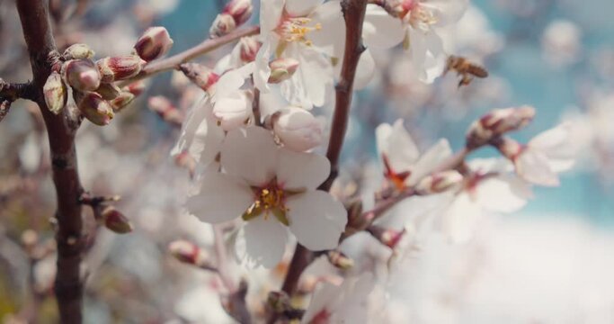 White flowers of almond tree close-up. Flowering in spring season. Honey bee flies and pollinates the buds.