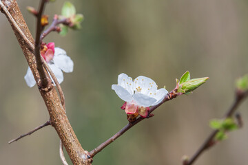 Blossoming of almond flowers in spring time