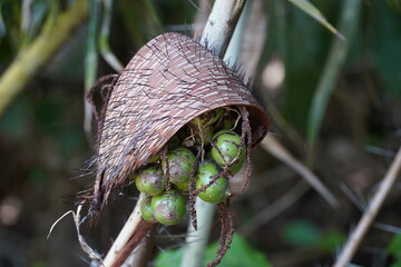 Astrocaryum gynacanthum fuits growing on a spiny palm bush in the Amazon rainforest. The fruits are edible, tasty and very healthy when ripe. Near the village Solimoes Arapiuns, Brazil.