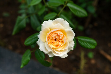 Close-up of a lonely pink rose. Rose opened from the bud. The rose is fresh and tender.