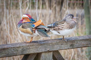 Male and female mandarin ducks perched on wood bridge