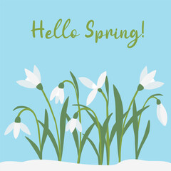 Greeting card with snowdrops spring flowers, Hello Spring text, vector