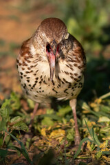 Brown Thrasher