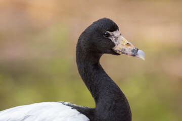 Magpie Goose