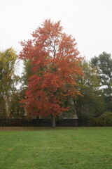 Brilliant Orange Colored Leaves on Tree in Autumn
