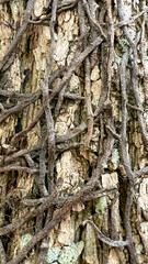 close up of a  tree bark texture