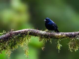 Ruby-crowned Tanager on mossy stick against green background