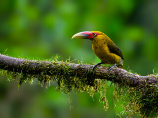 Saffron Toucanet portrait on  mossy stick on rainy day against green background