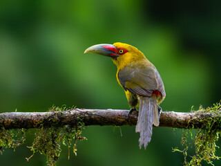 Saffron Toucanet portrait on  mossy stick on rainy day against green background