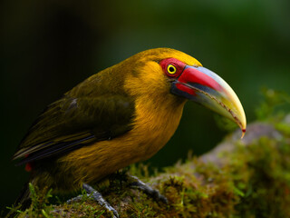 Saffron Toucanet closeup portrait on green background