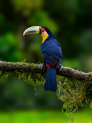 Red-breasted Toucan portrait on  mossy stick on rainy day against dark background