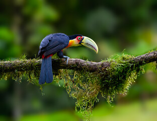 Red-breasted Toucan portrait on  mossy stick on rainy day against dark background