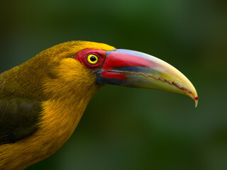 Saffron Toucanet closeup portrait on green background