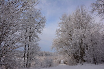 Mer bleue in winter, snow in Greenbelt, Ottawa, Canada