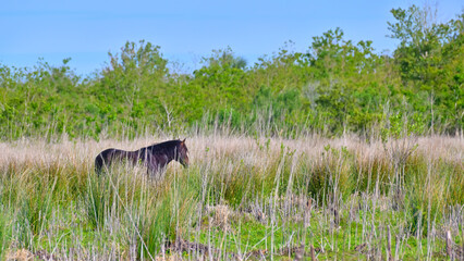 Wild horse in the prairie at Paynes Prairie Preserve State Park Florida USA.